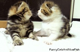 23 Adorable Pets Capturing Heartwarming Affection