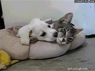 23 Adorable Pets Capturing Heartwarming Affection