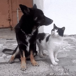 23 Adorable Pets Capturing Heartwarming Affection