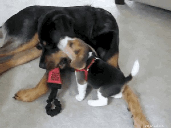 23 Adorable Pets Capturing Heartwarming Affection