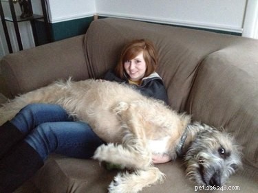 24 Key Insights to Expect After Adopting a Shelter Pet