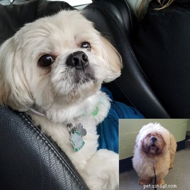 24 Key Insights to Expect After Adopting a Shelter Pet