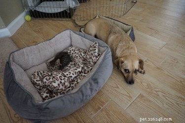 24 Key Insights to Expect After Adopting a Shelter Pet