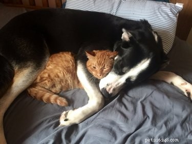 24 Key Insights to Expect After Adopting a Shelter Pet