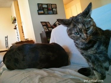 24 Key Insights to Expect After Adopting a Shelter Pet
