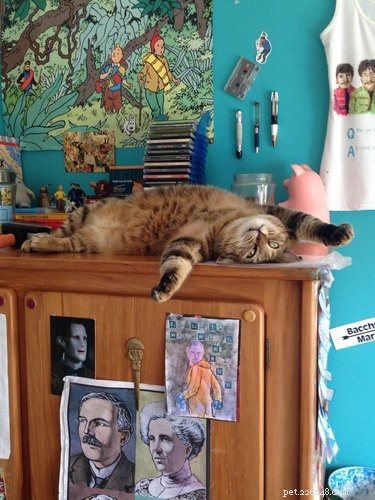 24 Key Insights to Expect After Adopting a Shelter Pet