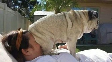 24 Key Insights to Expect After Adopting a Shelter Pet