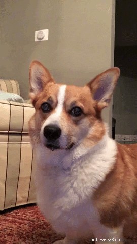 24 Key Insights to Expect After Adopting a Shelter Pet