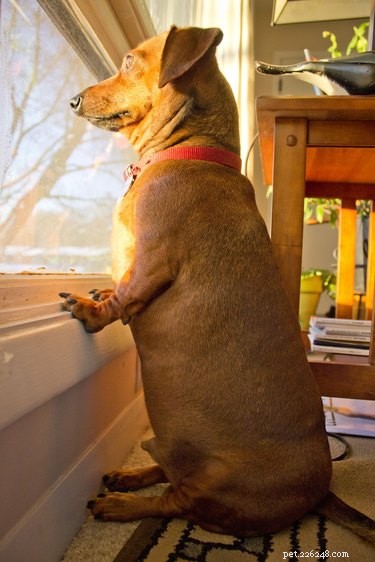 24 Key Insights to Expect After Adopting a Shelter Pet