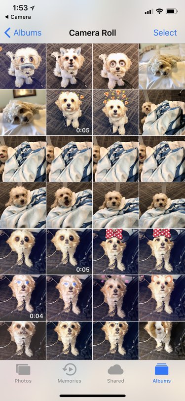 24 Key Insights to Expect After Adopting a Shelter Pet