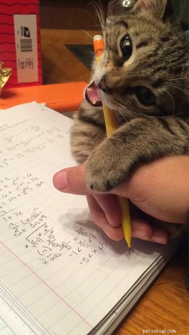 24 Key Insights to Expect After Adopting a Shelter Pet