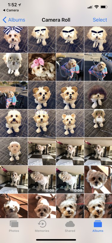24 Key Insights to Expect After Adopting a Shelter Pet