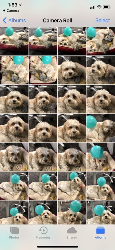 24 Key Insights to Expect After Adopting a Shelter Pet