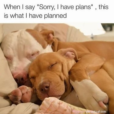24 Key Insights to Expect After Adopting a Shelter Pet