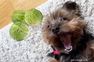 Yorkshire Terrier Goes Viral for Preferring Veggies Over Meat