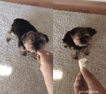 Yorkshire Terrier Goes Viral for Preferring Veggies Over Meat
