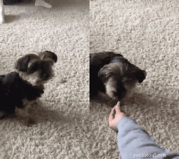 Yorkshire Terrier Goes Viral for Preferring Veggies Over Meat