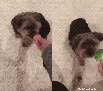 Yorkshire Terrier Goes Viral for Preferring Veggies Over Meat