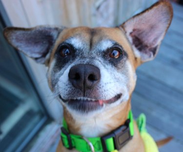 Adorable Shelter Pet Outtakes That Showcase Unique Charms