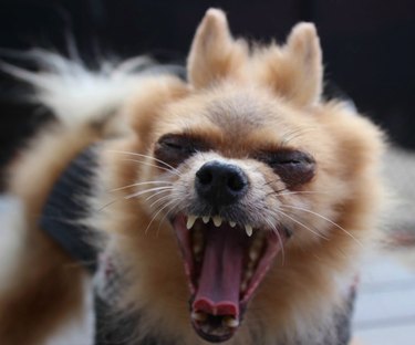 Adorable Shelter Pet Outtakes That Showcase Unique Charms