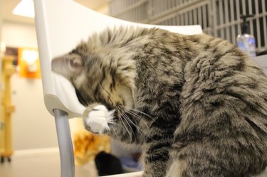 Adorable Shelter Pet Outtakes That Showcase Unique Charms