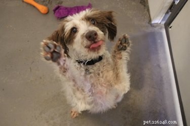 Adorable Shelter Pet Outtakes That Showcase Unique Charms