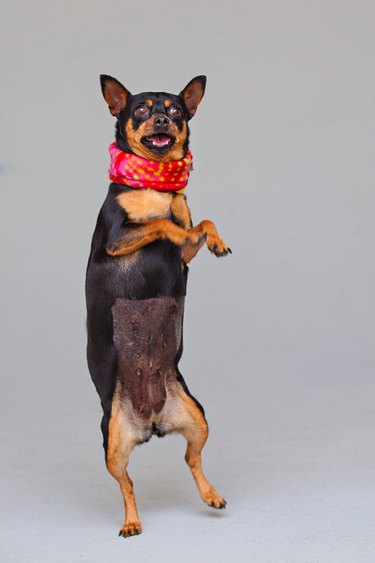 Adorable Shelter Pet Outtakes That Showcase Unique Charms