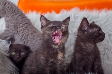 Adorable Shelter Pet Outtakes That Showcase Unique Charms