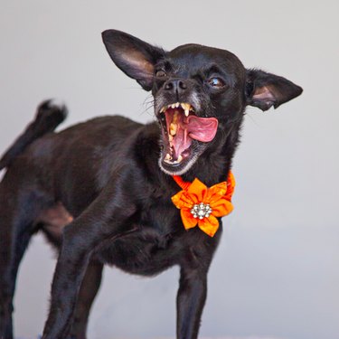 Adorable Shelter Pet Outtakes That Showcase Unique Charms