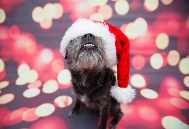 Adorable Shelter Pet Outtakes That Showcase Unique Charms