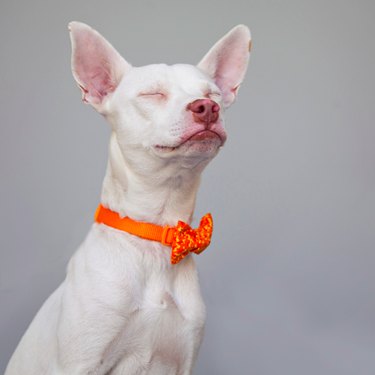 Adorable Shelter Pet Outtakes That Showcase Unique Charms