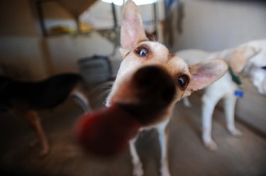 Adorable Shelter Pet Outtakes That Showcase Unique Charms
