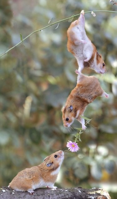 24 Heartwarming Photos Show Animals as Pure-Hearted Angels