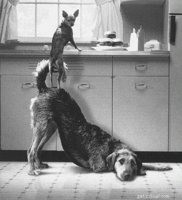 24 Heartwarming Photos Show Animals as Pure-Hearted Angels
