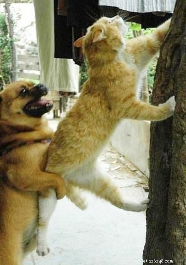 24 Heartwarming Photos Show Animals as Pure-Hearted Angels