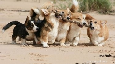 24 Heartwarming Photos Show Animals as Pure-Hearted Angels