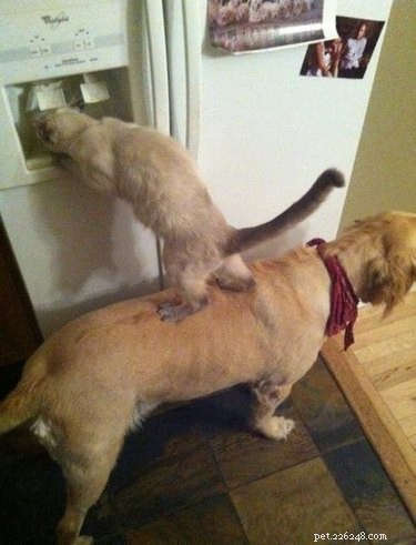24 Heartwarming Photos Show Animals as Pure-Hearted Angels