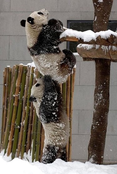 24 Heartwarming Photos Show Animals as Pure-Hearted Angels
