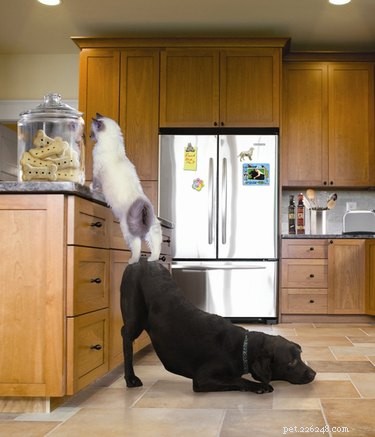 24 Heartwarming Photos Show Animals as Pure-Hearted Angels