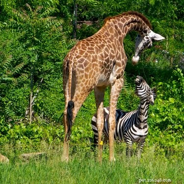 24 Heartwarming Photos Show Animals as Pure-Hearted Angels