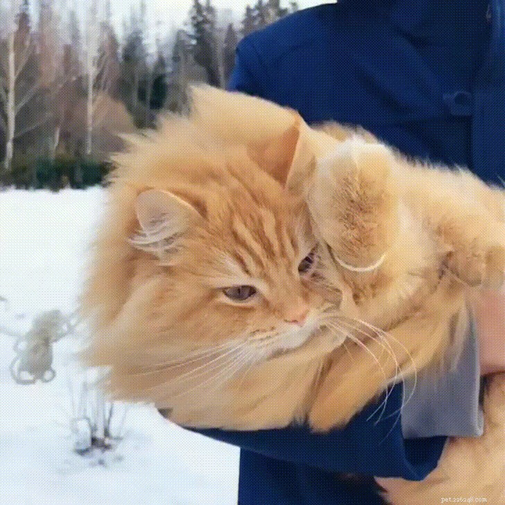 33 Adorable Pets Ready to Join You Indoors—Cute Tales & Tips