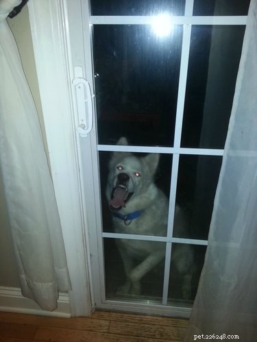 33 Adorable Pets Ready to Join You Indoors—Cute Tales & Tips