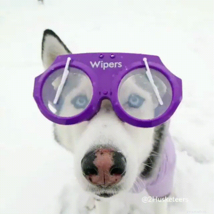 33 Adorable Pets Ready to Join You Indoors—Cute Tales & Tips