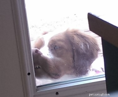 33 Adorable Pets Ready to Join You Indoors—Cute Tales & Tips