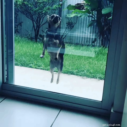 33 Adorable Pets Ready to Join You Indoors—Cute Tales & Tips