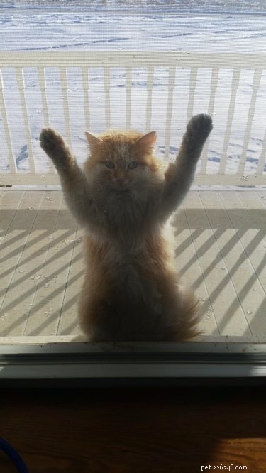 33 Adorable Pets Ready to Join You Indoors—Cute Tales & Tips