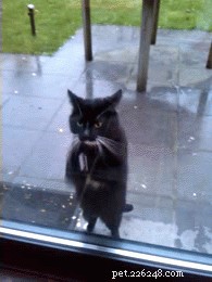 33 Adorable Pets Ready to Join You Indoors—Cute Tales & Tips