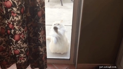 33 Adorable Pets Ready to Join You Indoors—Cute Tales & Tips