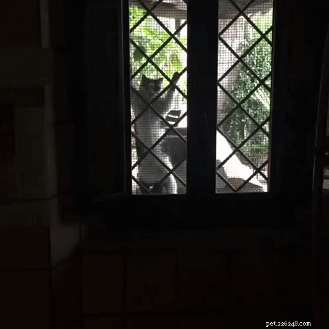 33 Adorable Pets Ready to Join You Indoors—Cute Tales & Tips