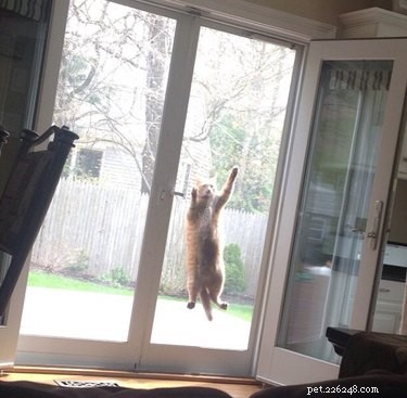 33 Adorable Pets Ready to Join You Indoors—Cute Tales & Tips